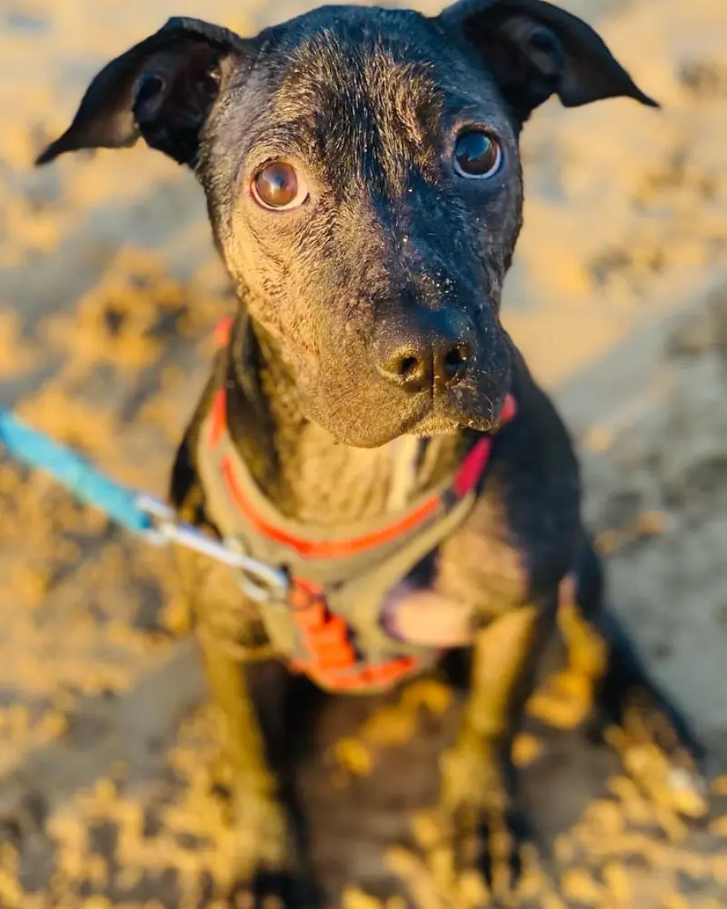 A volunteer caring for a dog during an Aloha Animal Outreach community visit