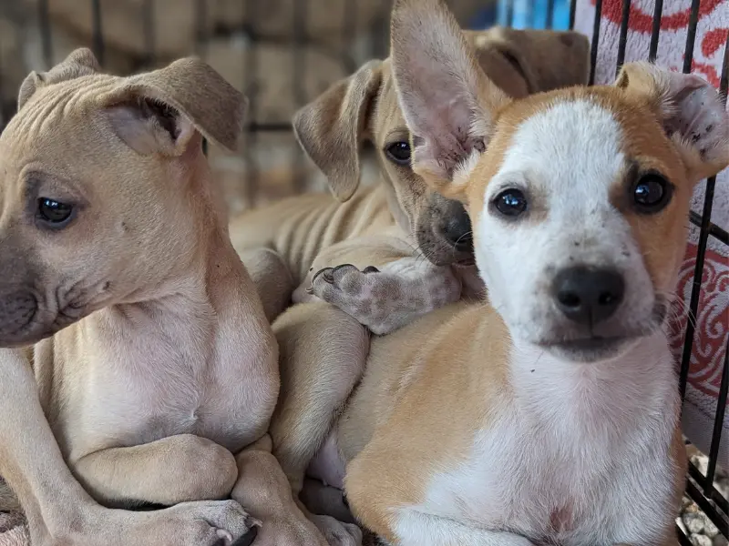 AAO volunteers during community outreach