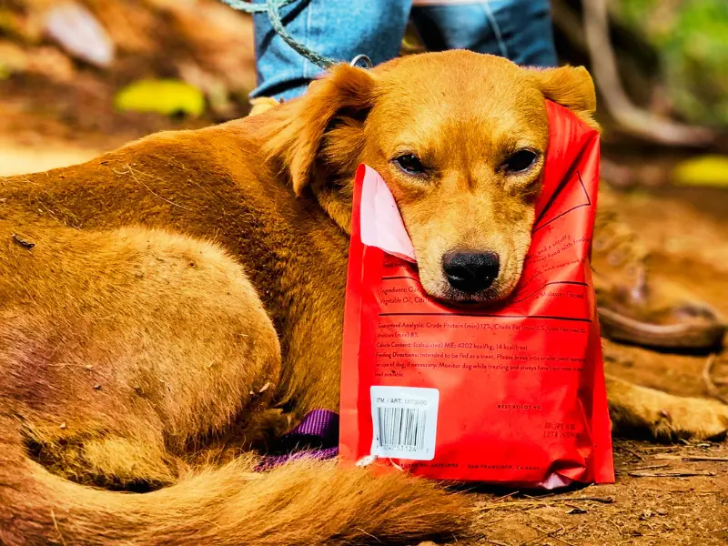 AAO team outreach on Oʻahu