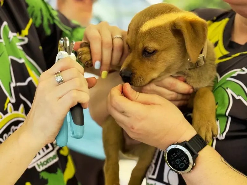 March 2026 Outreach Recap: 47 Dogs Served on the Waiʻanae Coast